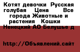 Котят девочки “Русская голубая“ › Цена ­ 0 - Все города Животные и растения » Кошки   . Ненецкий АО,Белушье д.